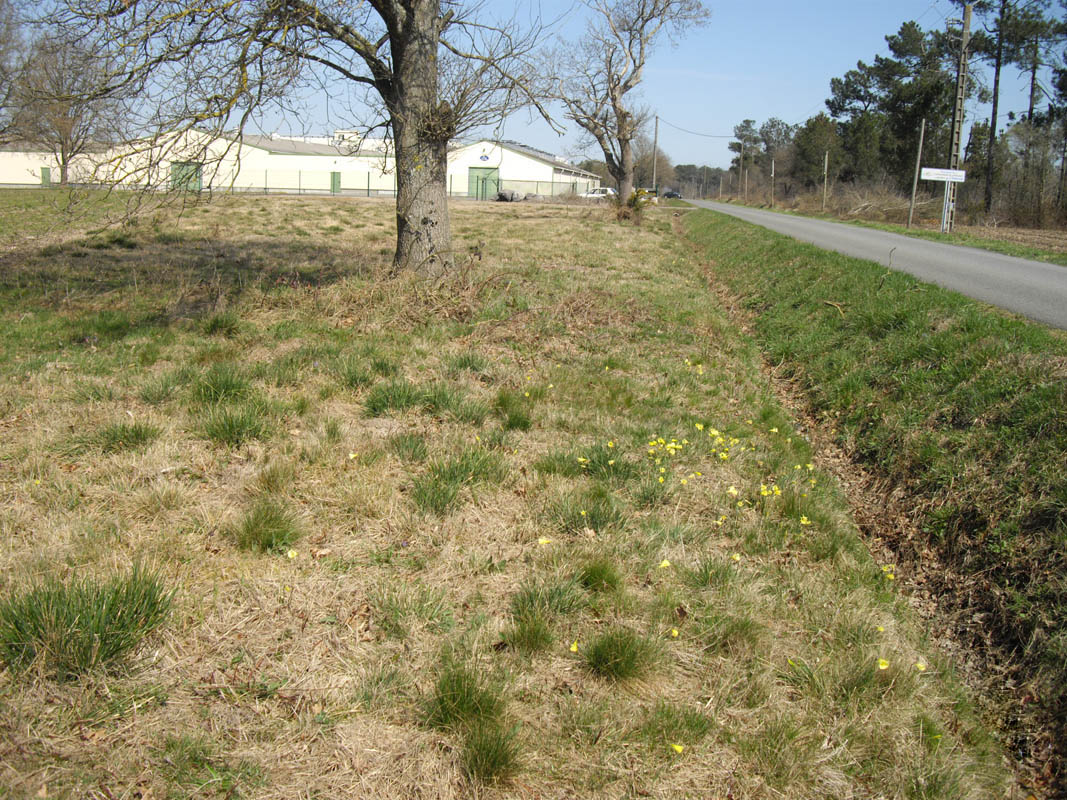 Narcissus bulbocodium photo